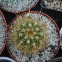 [Foto: Kaktus von oben]